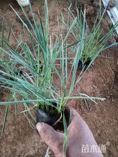 高度20厘米花叶燕麦草