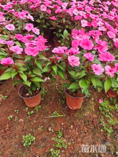 高度35厘米凤仙花