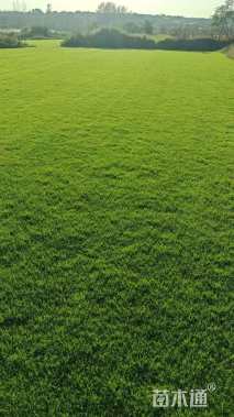 草卷状百慕大草