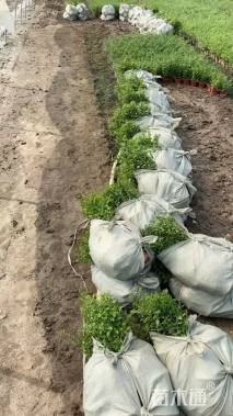 高度25厘米满天星