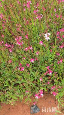 高度20厘米千鸟花