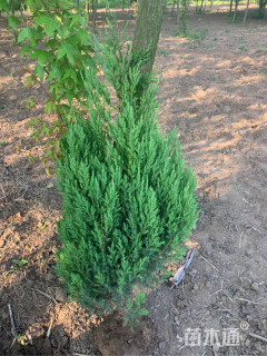 高度80厘米河南桧