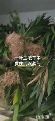 高度35厘米金森女贞小苗