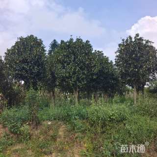 8公分四季桂