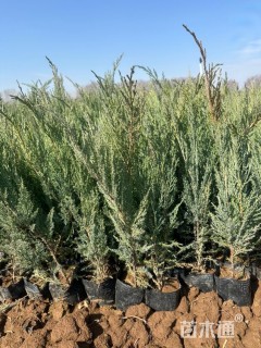 高度40厘米沙地柏