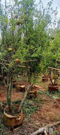 高度250厘米石榴