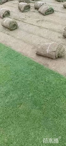 草卷状百慕大草