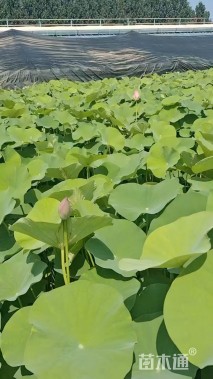 高度40厘米荷花