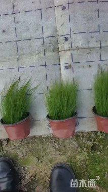 高度15厘米细茎针茅