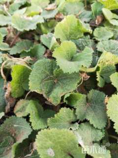 高度15厘米蜀葵