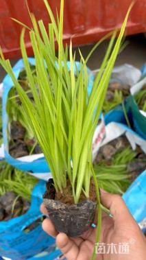 高度25厘米黄菖蒲