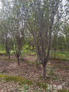 10公分西府海棠