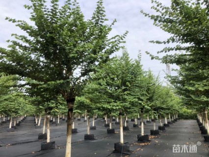 高度500厘米紫荆