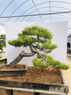 高度100厘米黑松