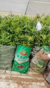 10公分杨梅