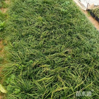 高度20厘米麦冬