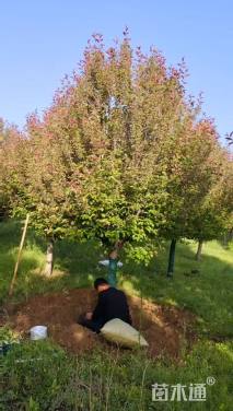 19公分绚丽海棠