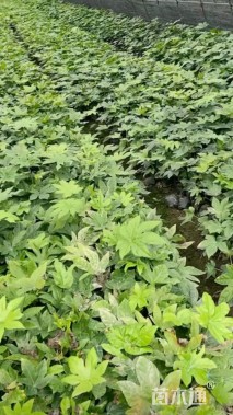 高度20厘米八角金盘