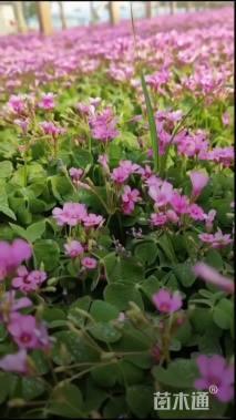 高度10厘米紫叶酢浆草