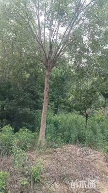 14公分三角枫