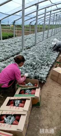 高度10厘米银叶菊