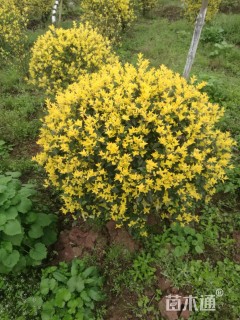 冠幅80厘米金禾女贞球