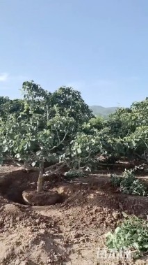 25公分山楂树