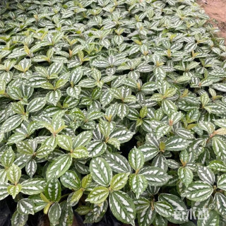 精品冷水花   优质冷水花