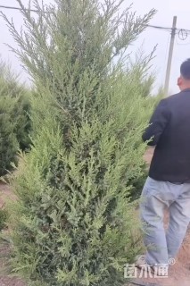 高度210厘米塔柏