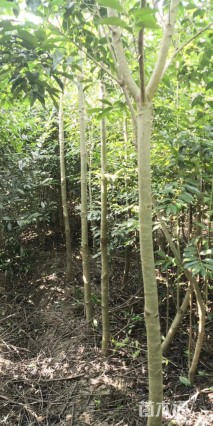 2公分红果冬青