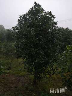7公分桂花