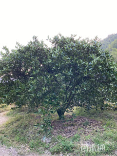 高度4厘米丛生胡柚