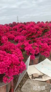 15公分造型三角梅