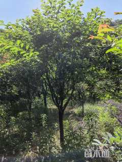 9公分染井吉野樱