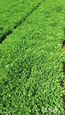 高度18厘米八宝景天