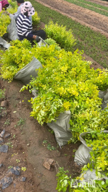 高度40厘米金叶女贞