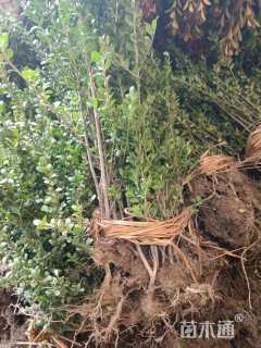 高度50厘米龟甲冬青小苗