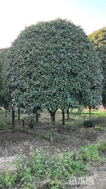 14公分高杆桂花