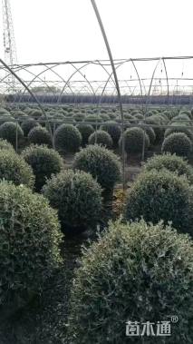 2.8公分造型亮晶女贞