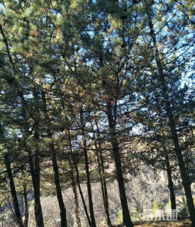 高度500厘米油松