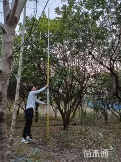 15公分柚子树