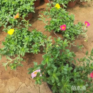 高度30厘米太阳花