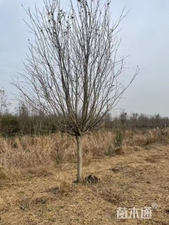 14公分西府海棠