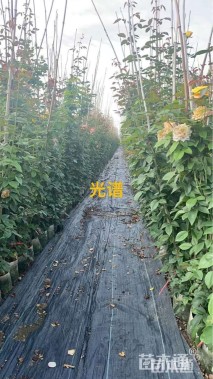150厘米藤本月季