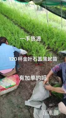 高度30厘米金边阔叶麦冬