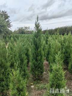 高度300厘米蜀桧