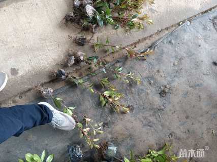 高度40厘米红叶石楠小苗