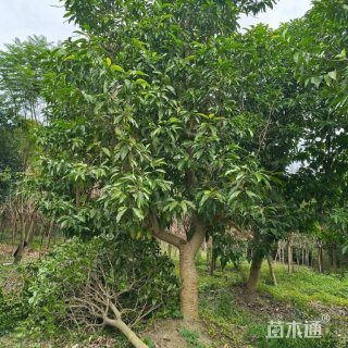 8公分重阳木