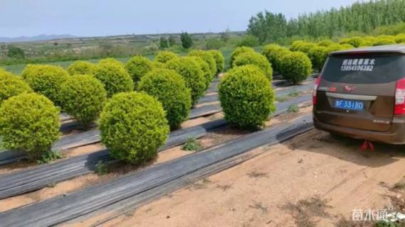 冠幅220厘米金叶女贞球