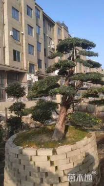 容器苗造型罗汉松
